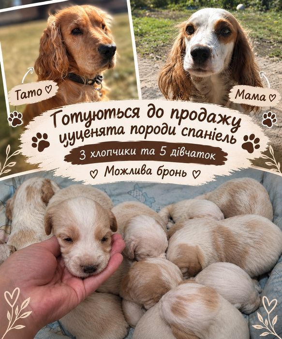 Цуценята Спаніеля