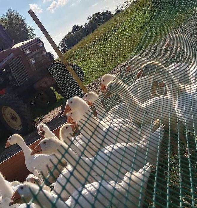 Siatka Rabatowa plastikowa pvc, ogrodowa ogrodzeniowa RÓŻNE WYMIARY