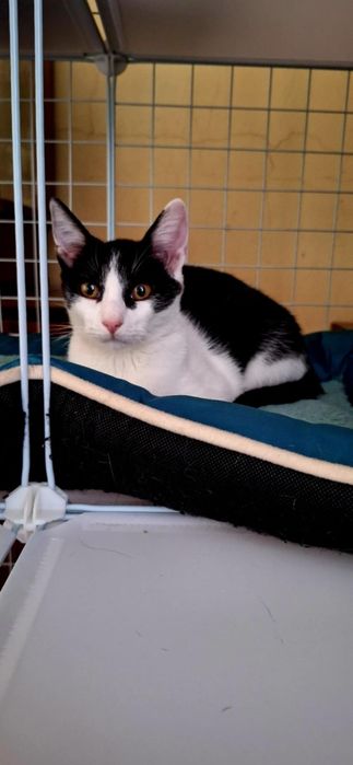 Dwie piękne, młode kotki szukają domu