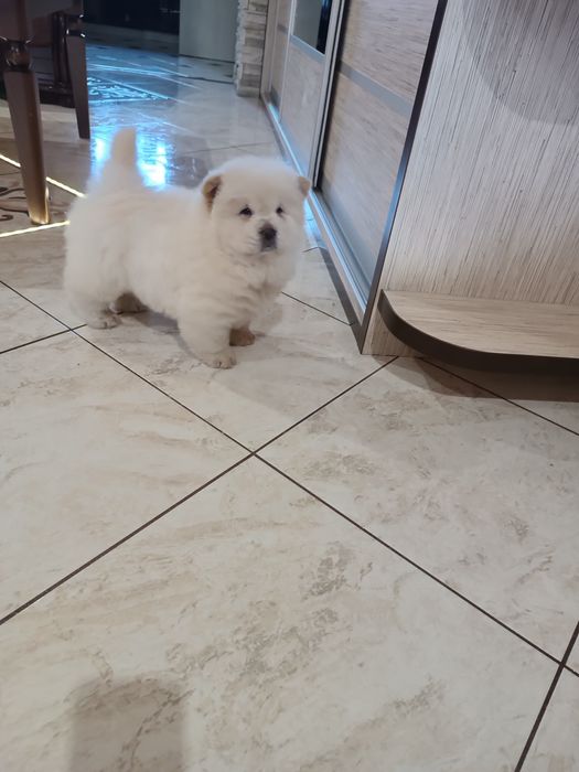 Szczeniak Chow chow (Piesek)