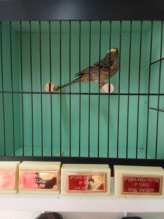 Canarios Lizard para ceder