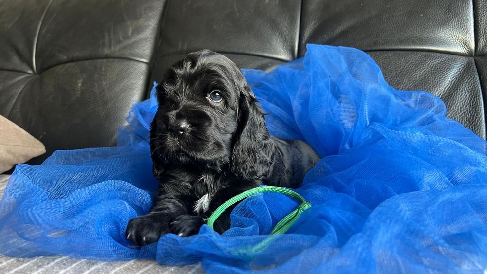 Cocker spaniel inglês