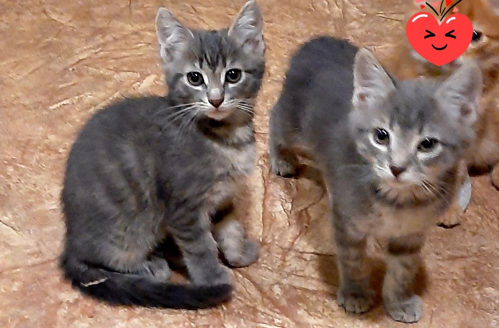 Кошенята в добрі руки