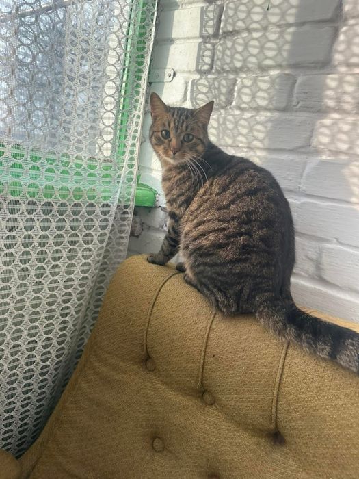 Котики у добрі руки