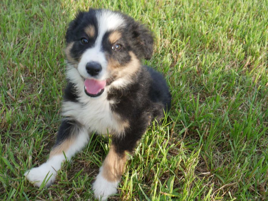 Border Collie pies