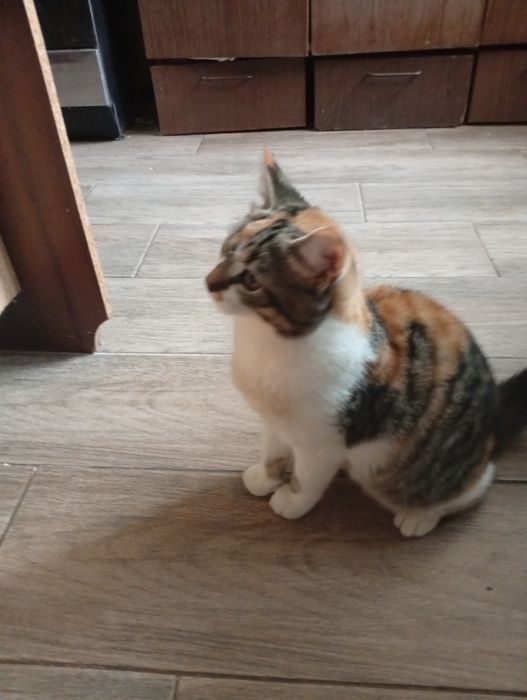 Дівчинка трикольорова від мами мишоловки