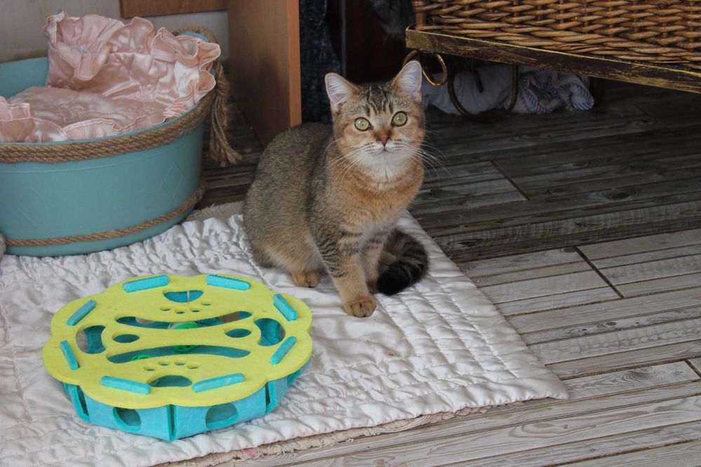 Котик Оскар Шотдандець Золота шиншилла