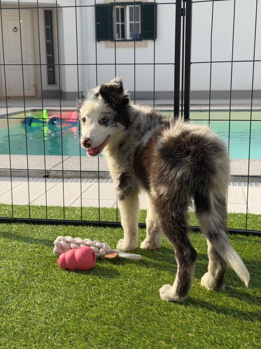 Border collie blue merle bebé