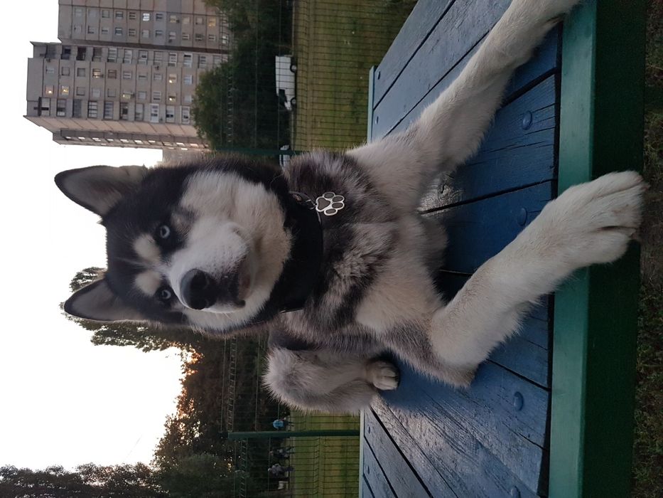 Вязка Сибирский Хаски