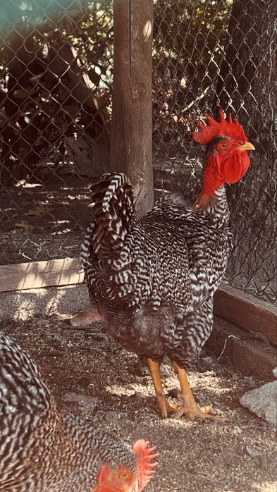 Galos pedres portuguesa