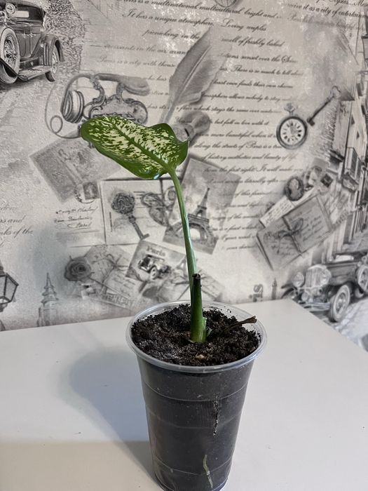 Диффенбахия. Мандарин.