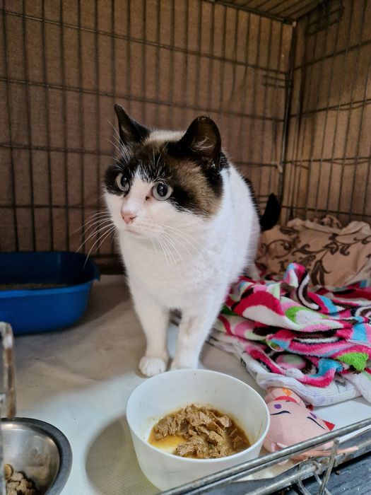 Kicia o pięknym umaszczeniu.