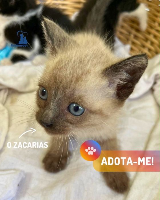 15 gatinhos a procura de uma familia