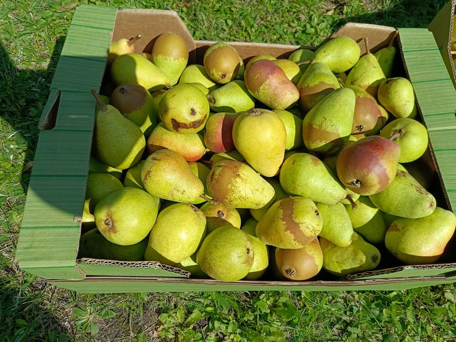 Gruszki klaps świeżo rwane