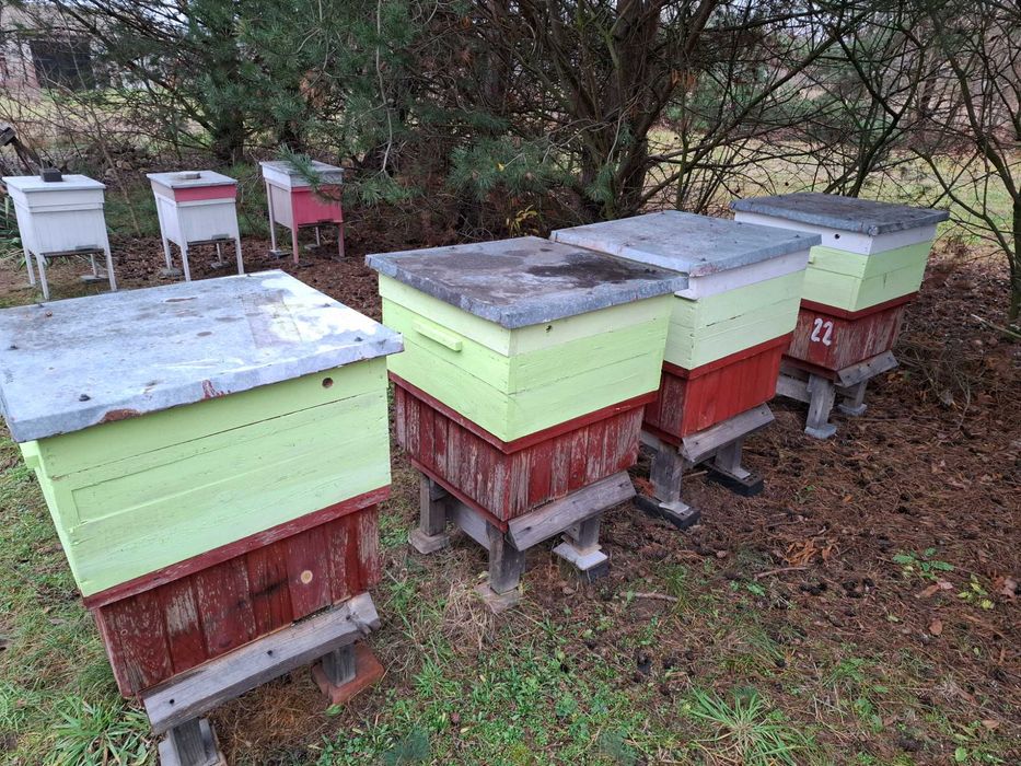 Odkłady pszczele na ramce DADANT na rok 2026