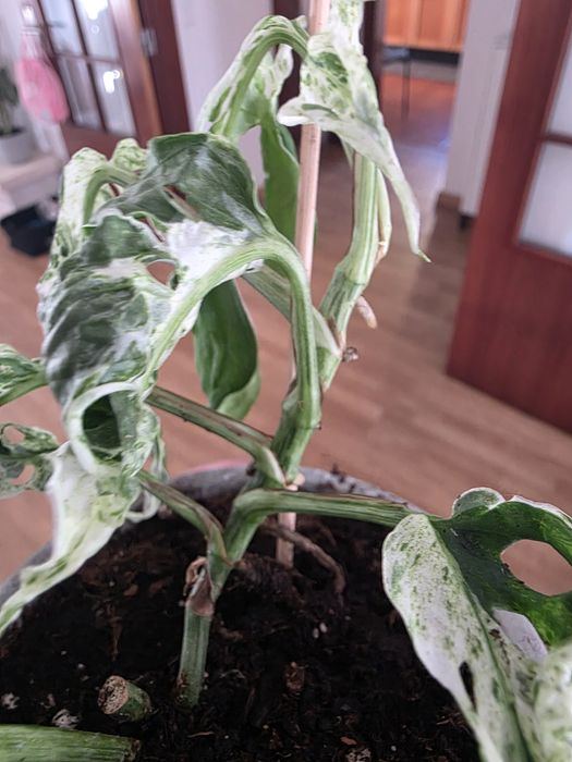 Monstera adansonii 'Frozen Freckles'
