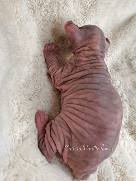 Канадский сфинкс эльф