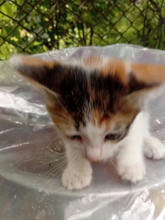 Кошенята в добрі руки