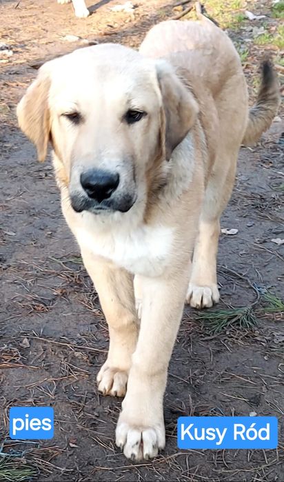 Owczarek środkowoazjatycki FCI