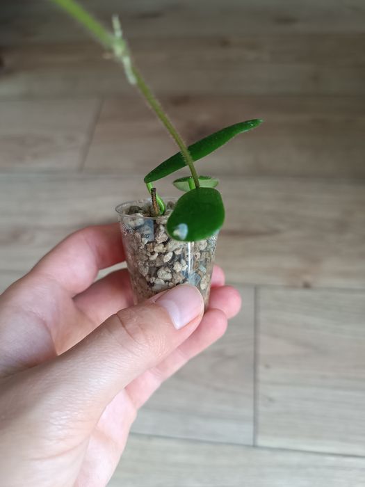 Hoya rotundifolia