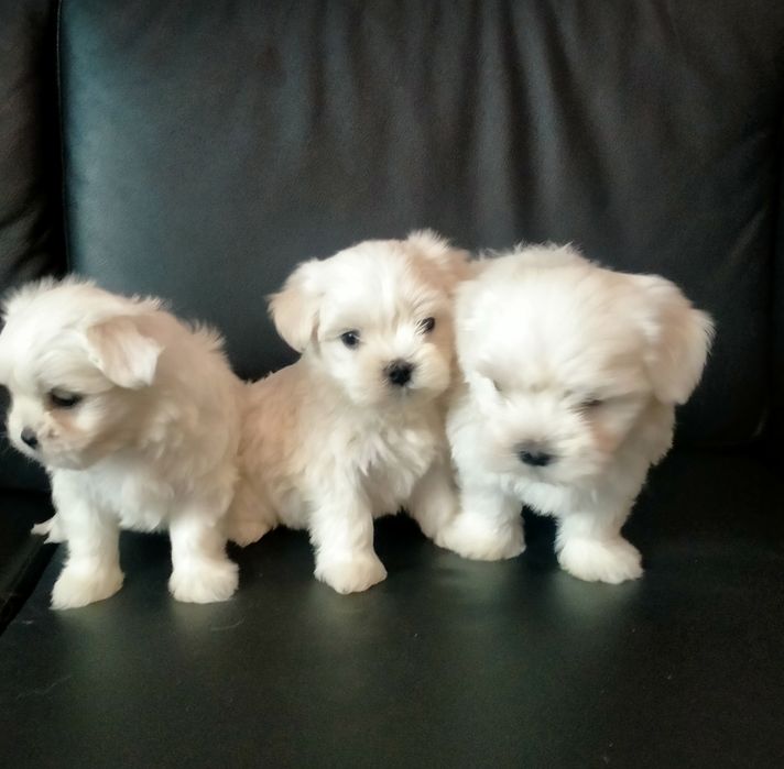 мальтійська болонка,vip!