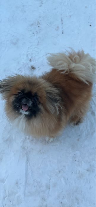 Продам пекінеса- дівчинку