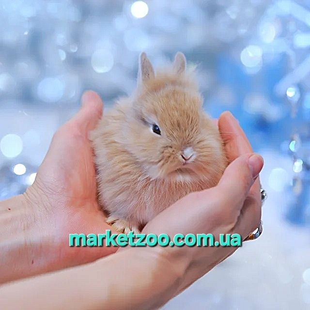 Шикарний хлопчик lionhead карликовые карликові кролики карликовий,