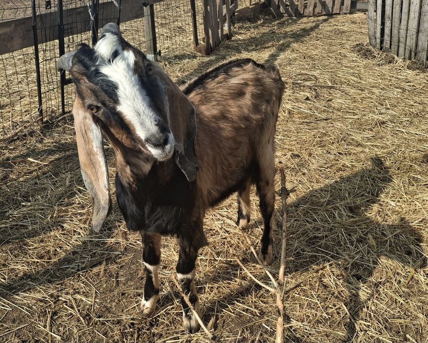 Koziołek 8 miesięczny dobry materiał na reproduktora/zamiana