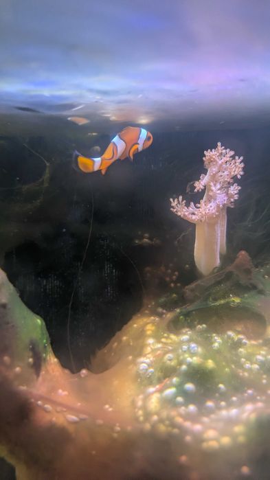 Peixe-palhaço de água salgada