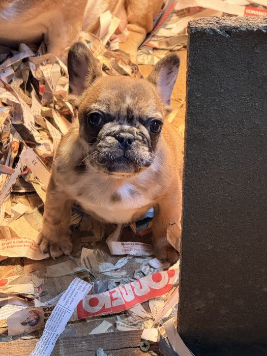 Buldogue Francês Menino Merle