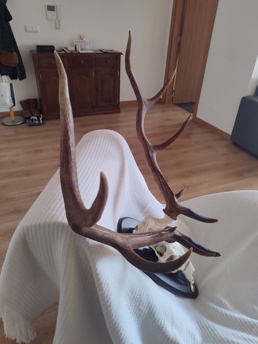 Hastes de veado, troféu da caçada