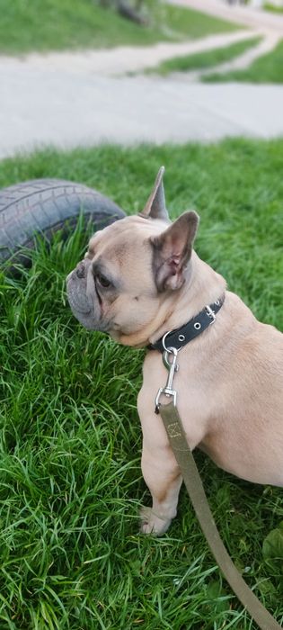 Французький бульдог на в'язку