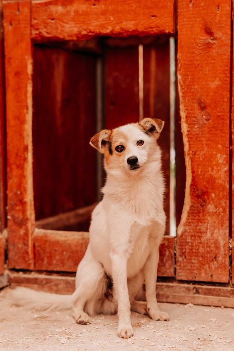 Uroczy Kajtek szuka domku