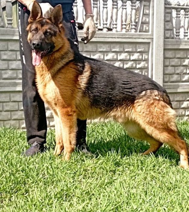 Вязка Німецька овчарка