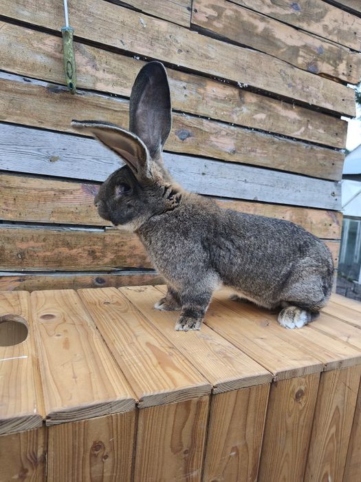 Sprzedam samca olbrzym belgijski