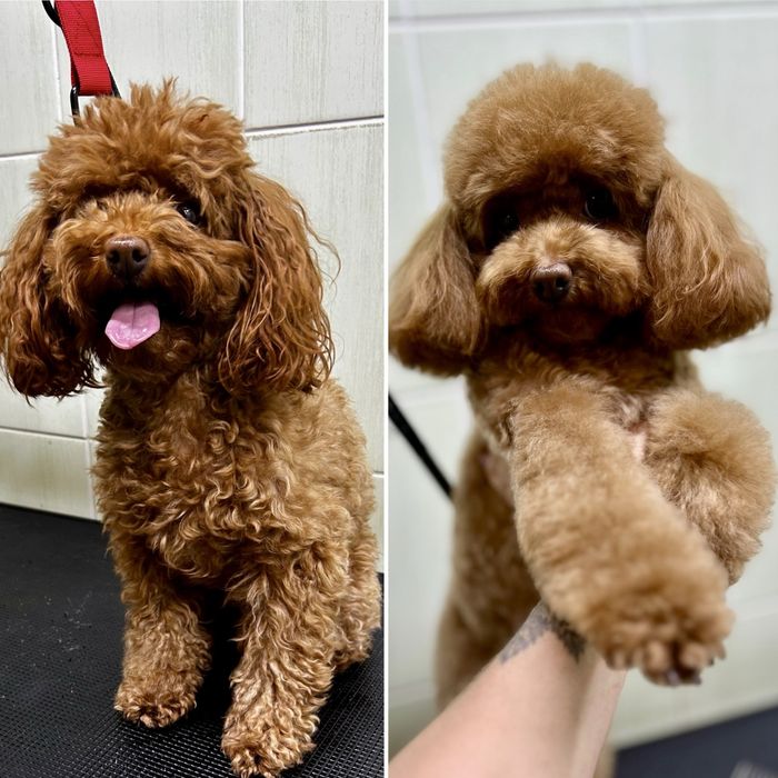 Грумер. Грумінг салон «WooHo». Стрижка тварин.