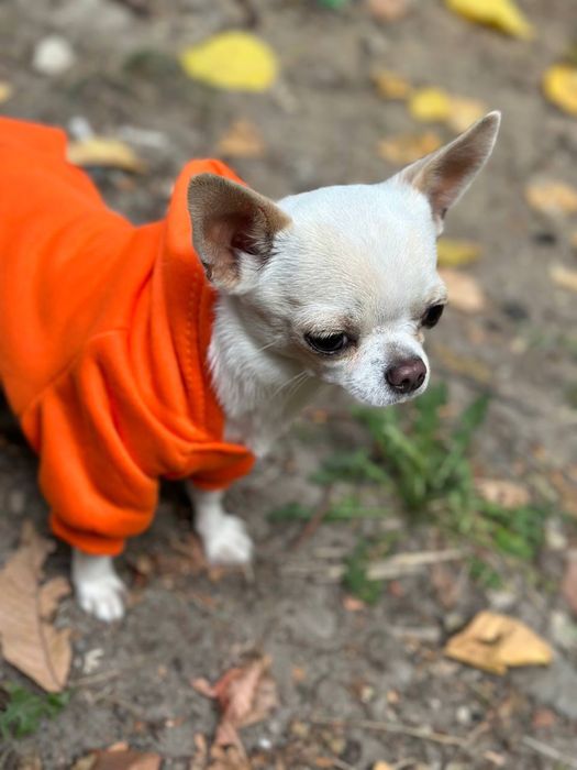 Кабель чихуахуа