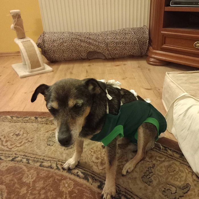 Mała Mi ,szuka domku.