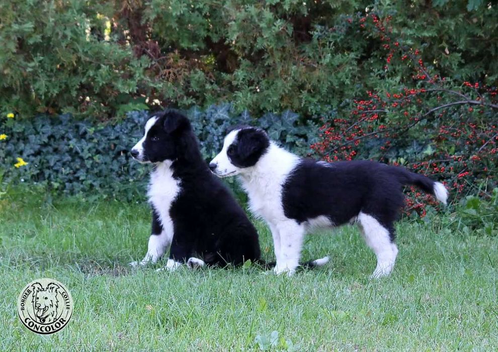 Border Collie Coli - piesek standard czarno-biały. Rodowód, przebadani rodzice.