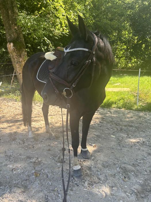 Klacz Zangersheide źrebna