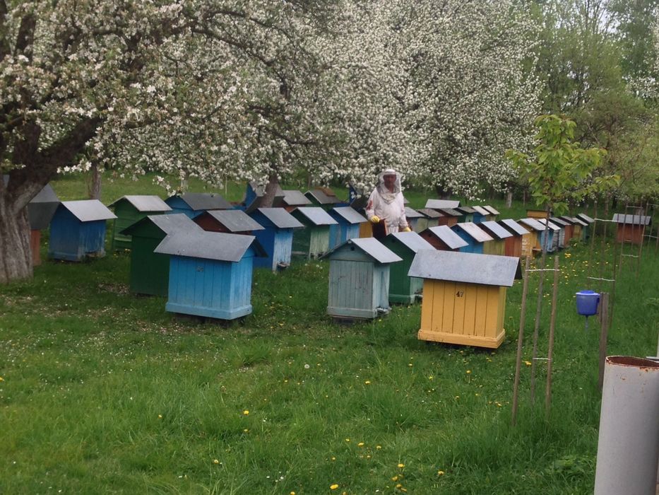 Мед липовий і різнотрав'я з власної пасіки, зібраний в 2025 році