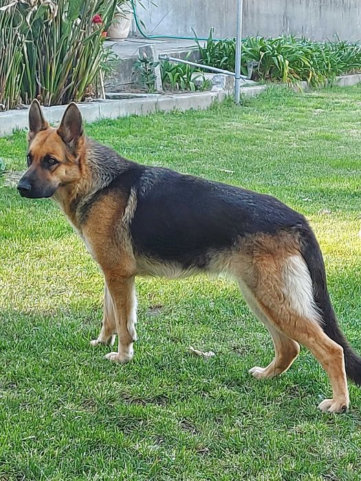 Fêmea Pastor Alemão Cachorro TOP