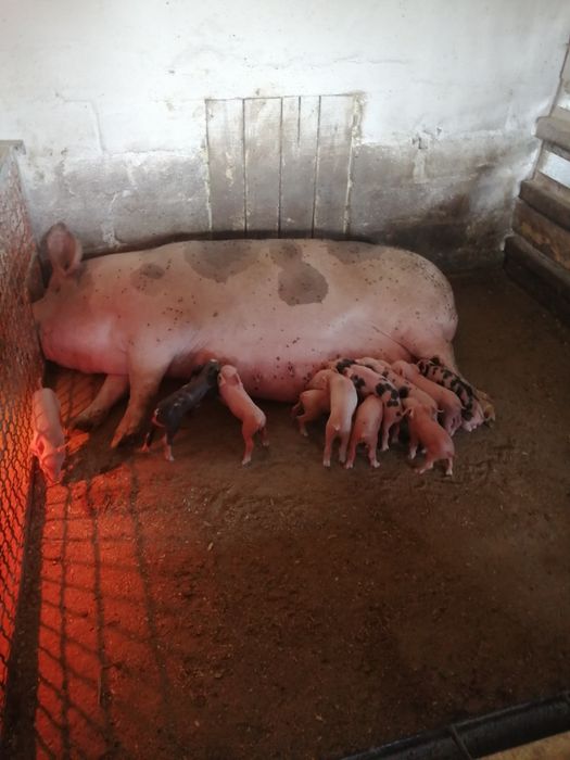 Сперма від хряків Макстер 304, Пьетрен, Ландрас, Велика Біла