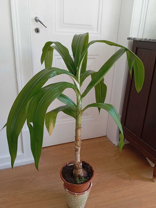 Lírio Aranha Branco