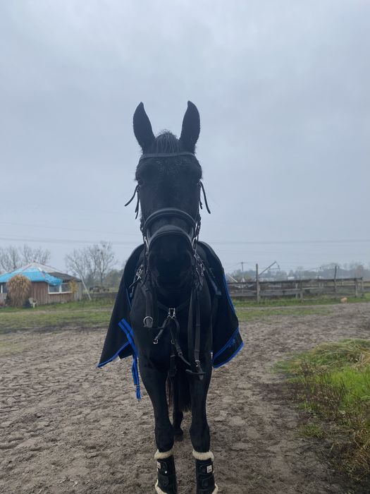 Wspoldzierzawa klaczy