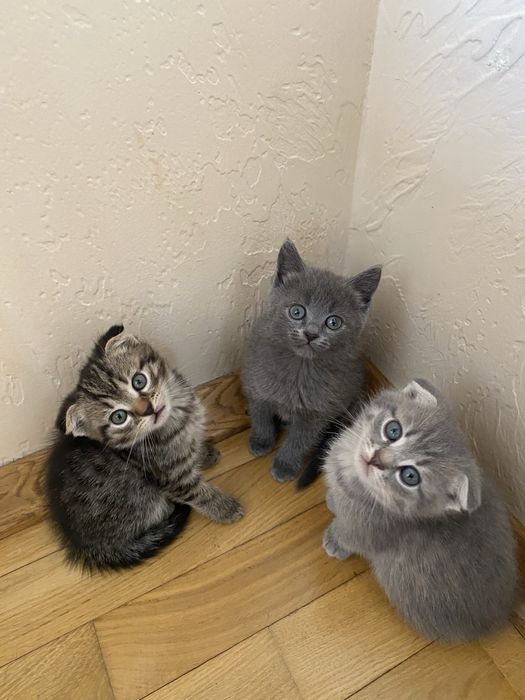 Шотландські висловухі кошенята