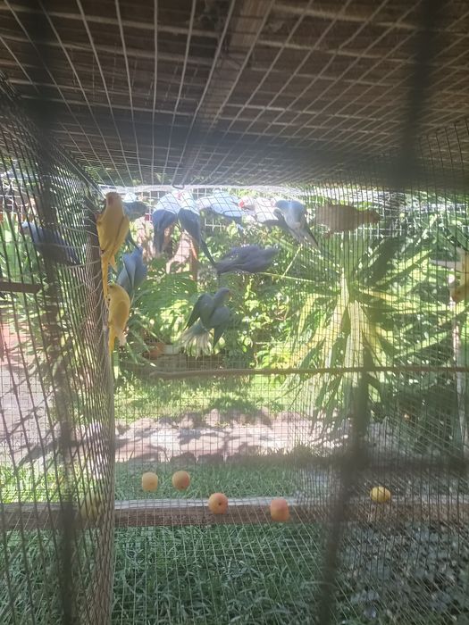 Ringnecks para dispensar