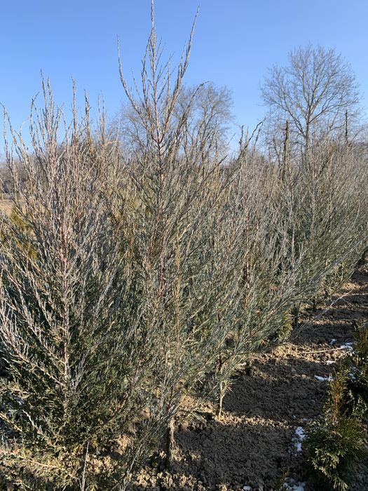 Зелені насадження Блю Арроу