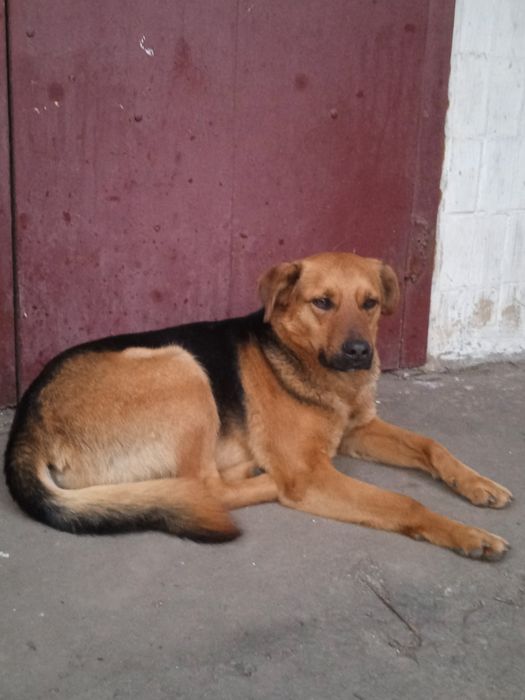 Шукаю господаря і друга.