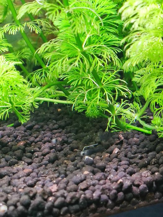 Camarões  azuis e amarelos